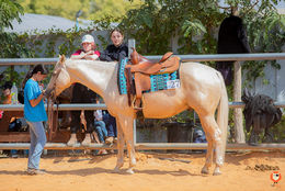העמותה הישראלית לסוסי קווטר - Israeli Quarter Horse Association הוקמה במטרה לעודד את גזע סוסי הקווטר בישראל,הרבעת סוסים קווטר,טיולי סוסי קווטר בישראל תמונות וטיפוח הגזע.