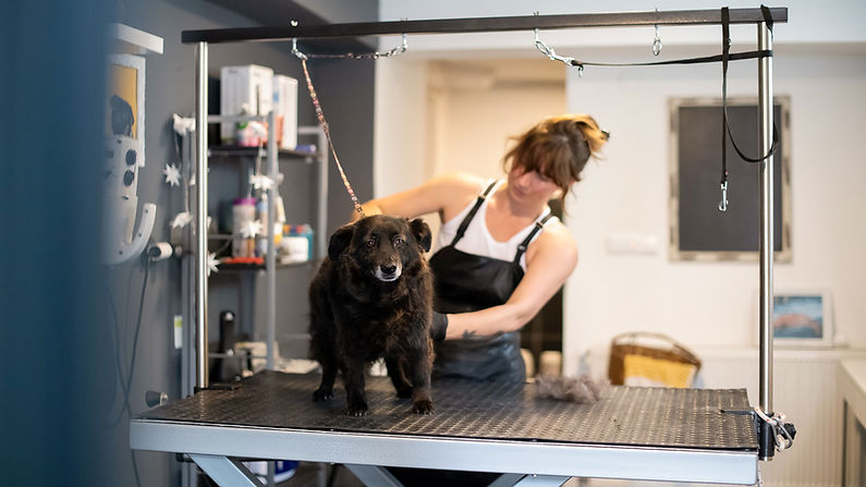 Banner Dog Grooming Academy UK.jpg