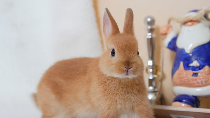 うさぎ
