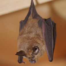 コウモリ
