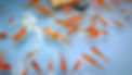 金魚すくい