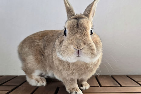 うさぎ