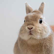 うさぎ