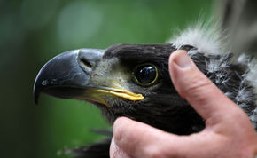 More white-tailed eagle chicks spreading their wings!
