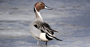 A significant step forward in protecting wild birds