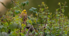 A review of wildlife legislation is coming soon