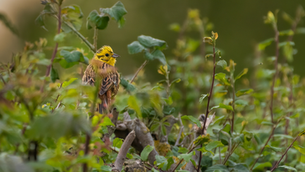 A review of wildlife legislation is coming soon