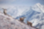 Blue sheep Himalaya landscape