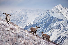 Blue sheep Himalaya landscape