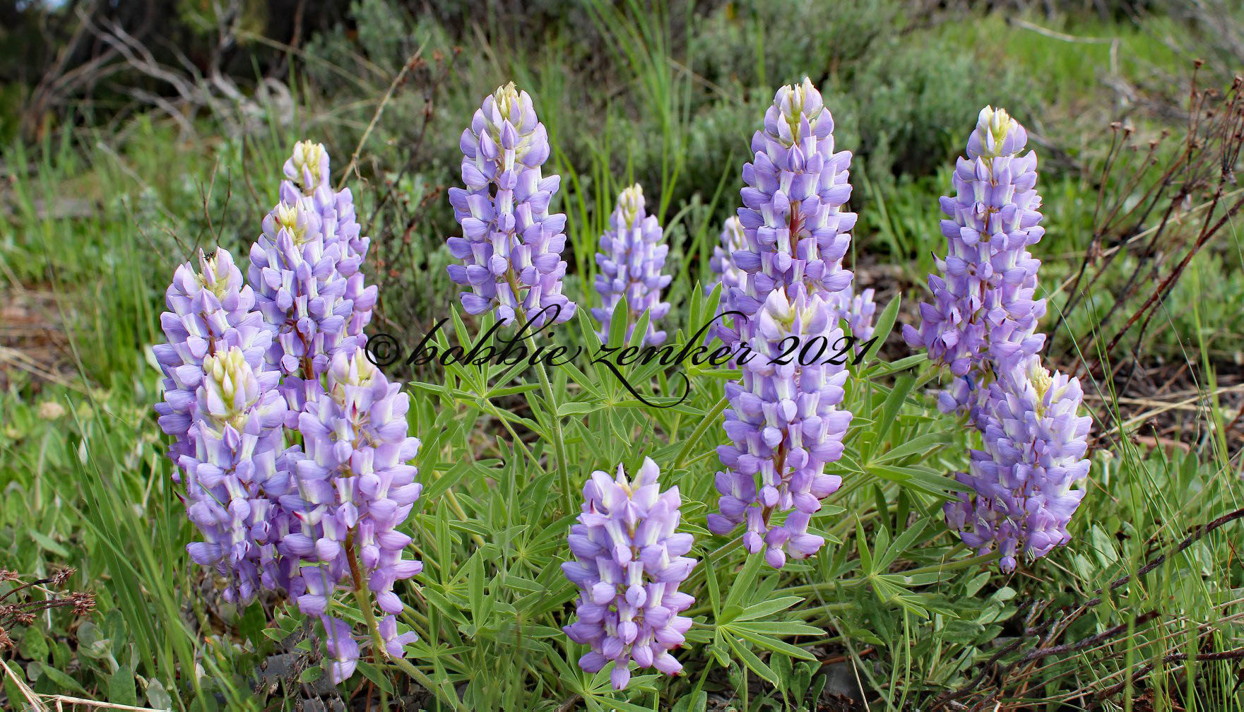 Lupine