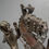 Thumbnail: Exceptional Large Bamileke Bronze 2 Piece Horse & Rider Statue