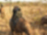Safari in South Africa