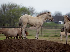 Vada - Pepper’s 
2024 EE DD Filly
6 Panel Negative n/IMM