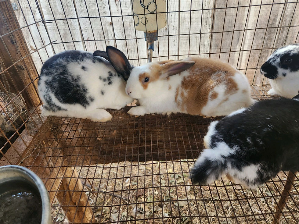 Thumbnail: New Zealand meat rabbits 