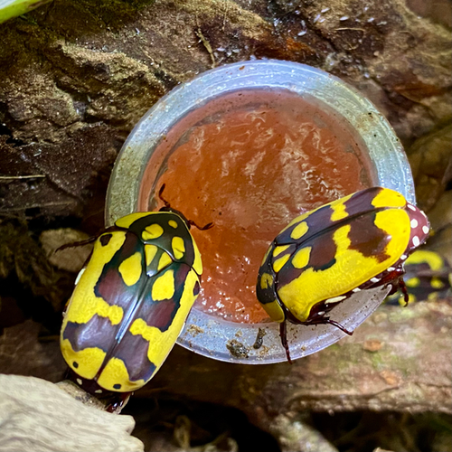 Pachnoda fissipunctum - Beetles For Sale - Fruit Beetle Sexed Pair