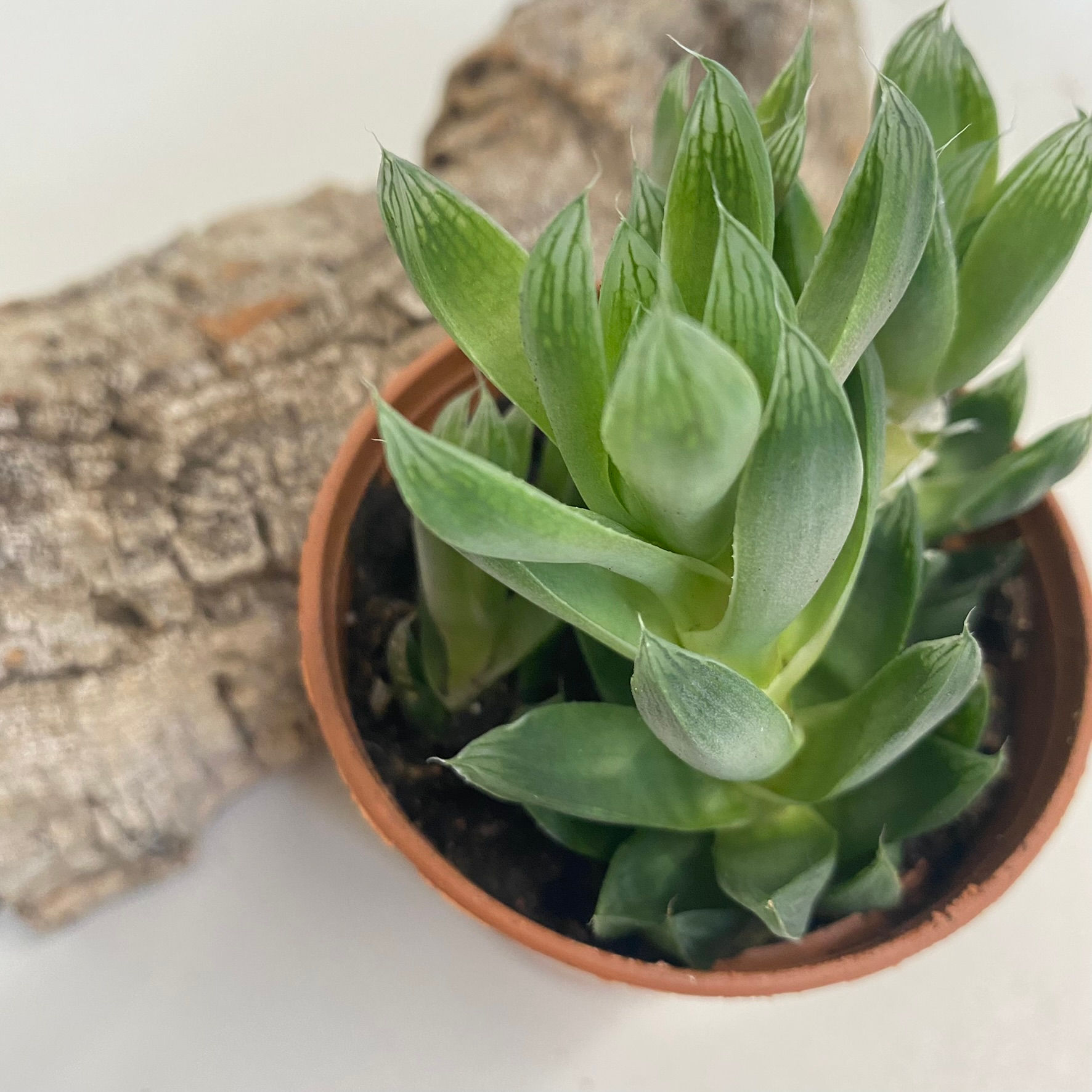 Haworthia Cooperi - Succulent Plant