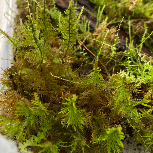 Live Wild UK Terrarium Moss For Sale EntoScapes