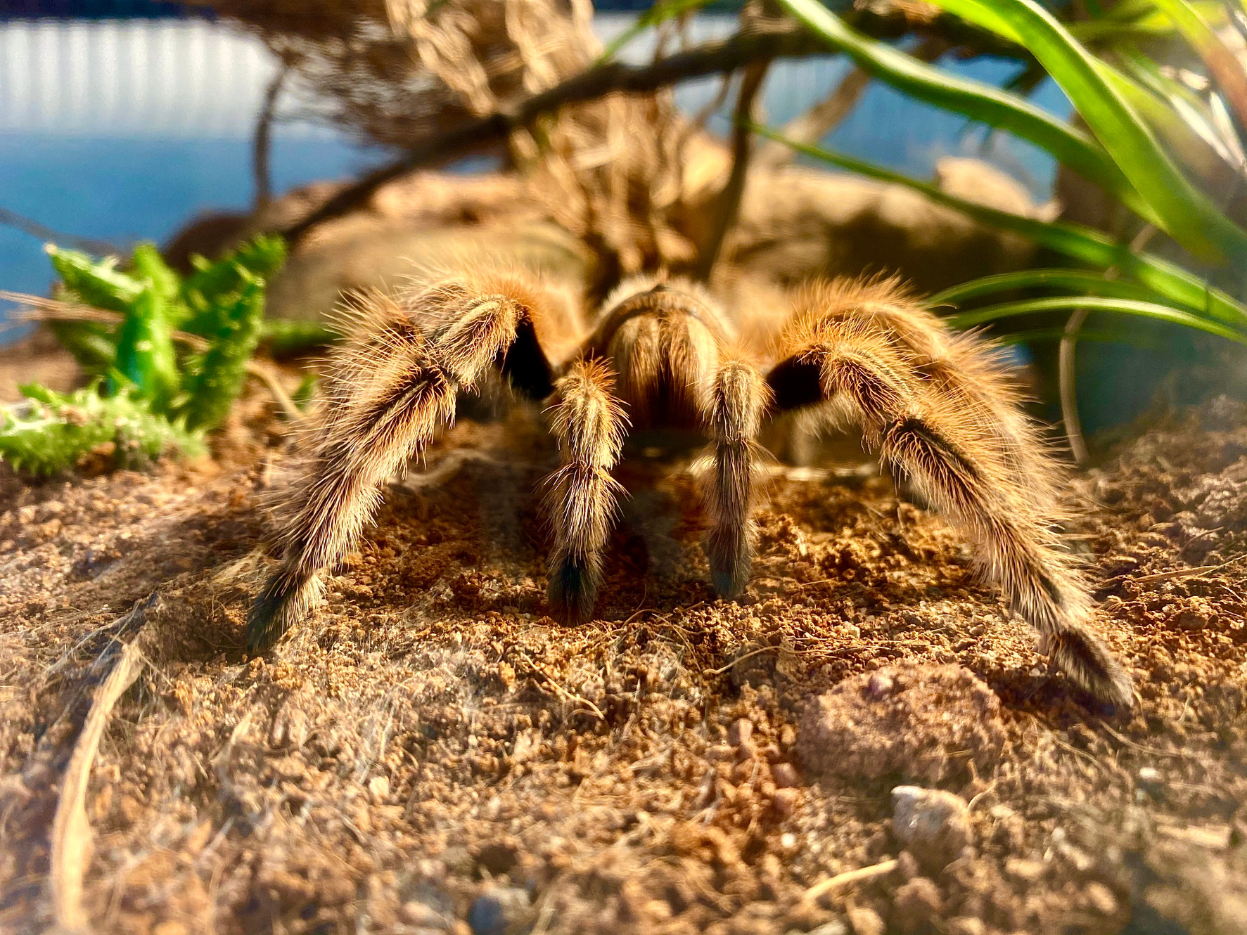 Exotic pet insects sales