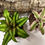 Thumbnail: Earth Star Bromeliad (Crypanthus bivittatus)