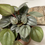 Thumbnail: Peperomia Silver Ripple - Perennial Plant