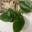 Thumbnail: Heartleaf Philodendron (Philodendron hederaceum) - Climber / Vine