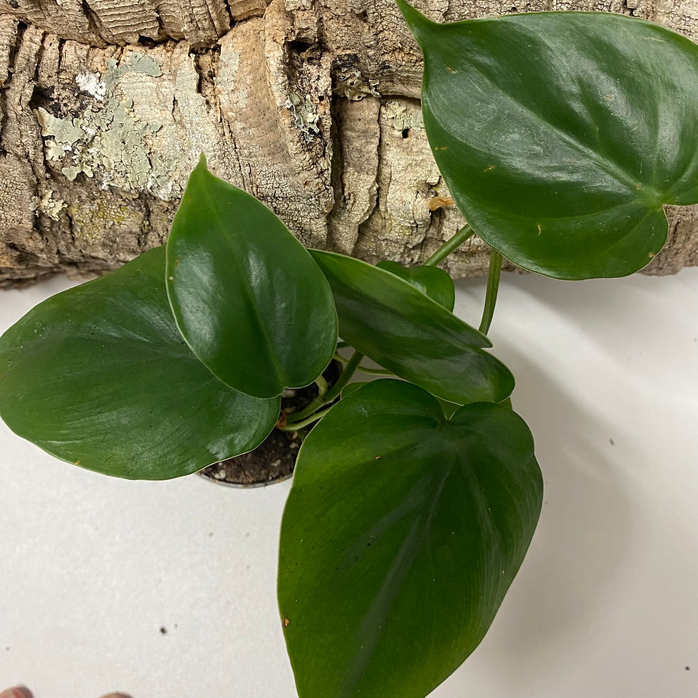 Heartleaf Philodendron (Philodendron hederaceum) - Climber / Vine