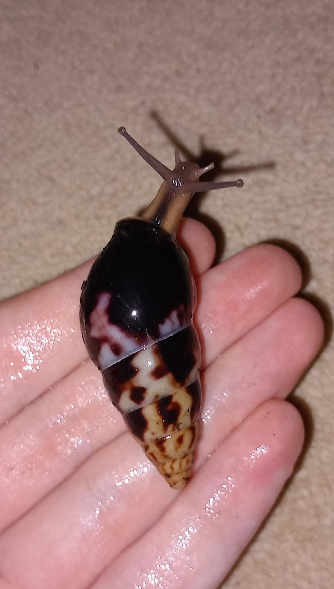 Limicolaria aethiops sub adult snails x3 - The Gastropod Shop