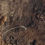 Thumbnail: Ethiopian Cave Crickets - Homeogryllus xanthographus - South Coast Cockroaches
