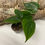Thumbnail: Heartleaf Philodendron (Philodendron hederaceum) - Climber / Vine