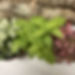 IMG_7133.JPEG