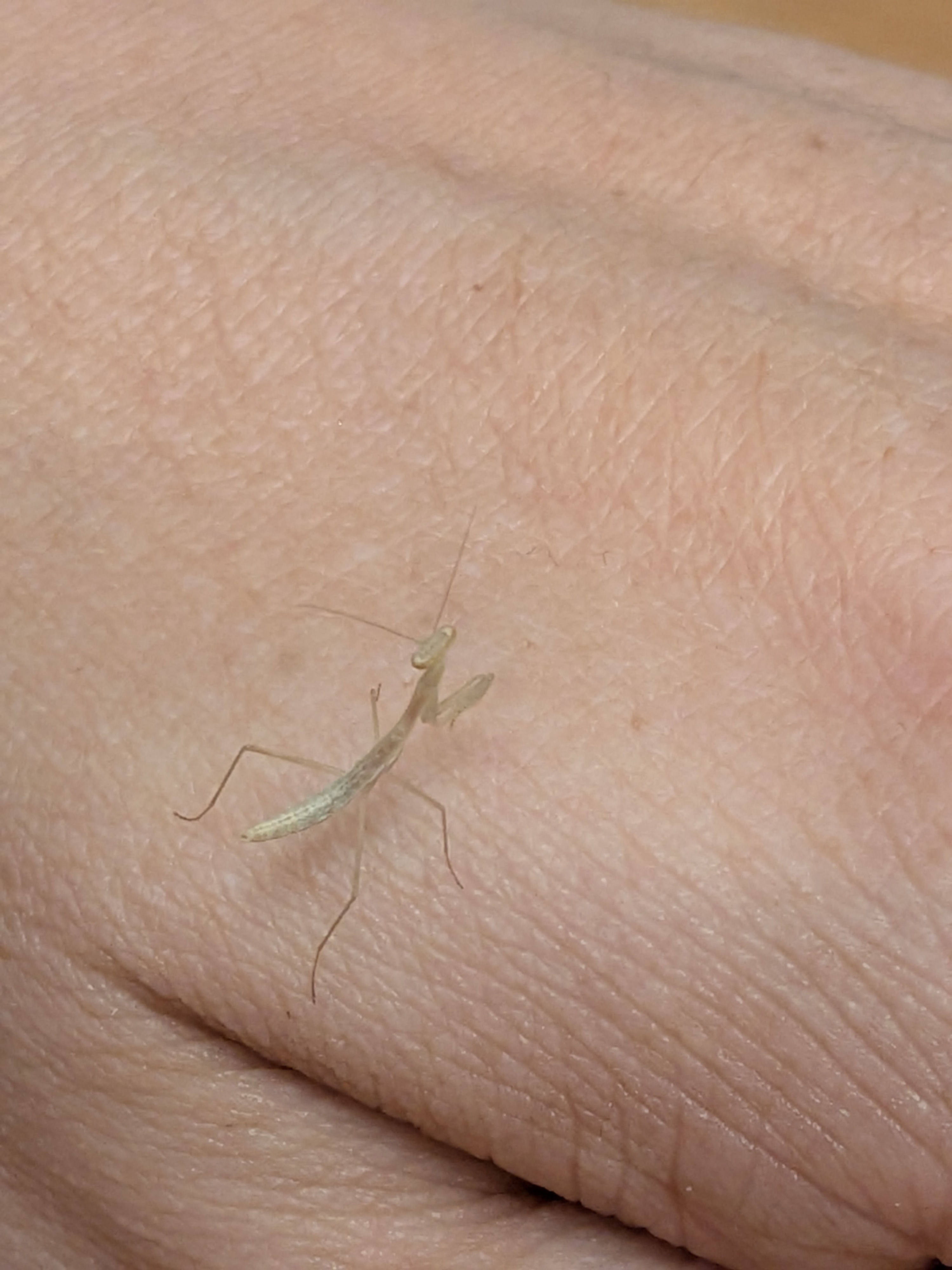 Egyptian Pygmy Mantis - Miomantis paykullii i3+ nymph - Inverted World