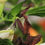 Thumbnail: Ghost Mantis Ootheca - Phyllocrania paradoxa - NewlandPhotography.co.uk