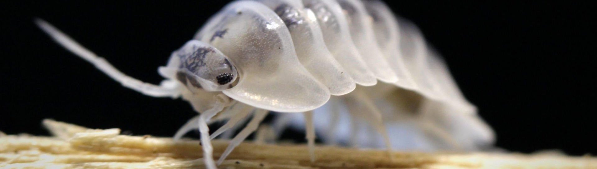 dairy cow isopod bio active clean up crew terrarium maintenance