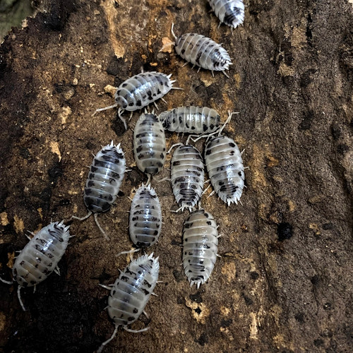 Dairy Cow Isopods For Sale UK (Porcellio laevis) Isopod Culture
