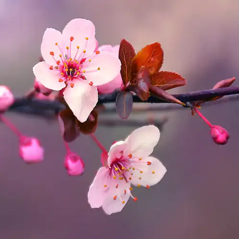 Essential oils - Powerful gift from nature