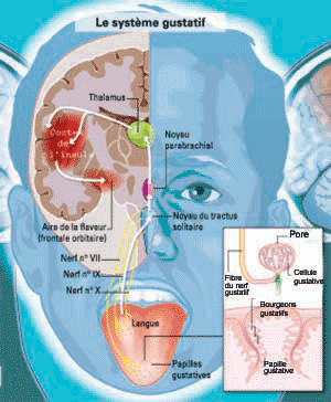 Le système gustatif