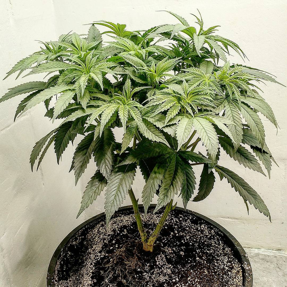 How to Prune Cannabis