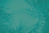 Palm Tree Backgrounds_Green.png