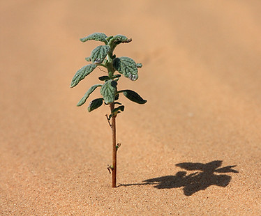 pianta del deserto