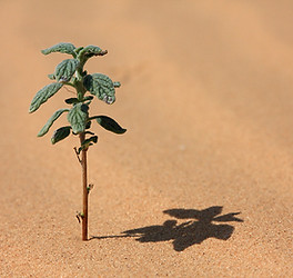 Planta de desierto