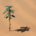 arbre qui pousse dans le désert pour symboliser la croissance, la performance et le rendement possible d'investissements