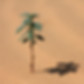 Desert Plant