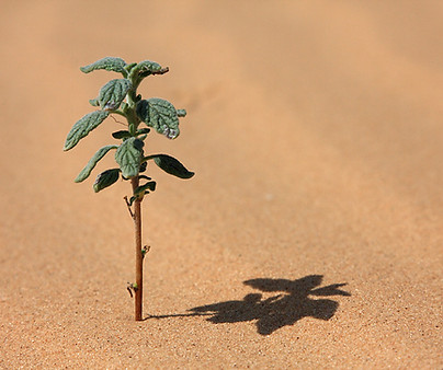 Planta de deserto 