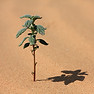 Plant In Desert