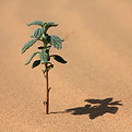 Plant In Desert