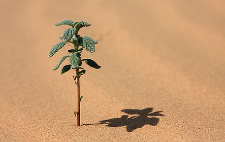 Plant In Desert