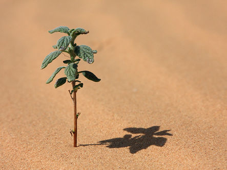 A tree growing symbolic to spiritual growth
