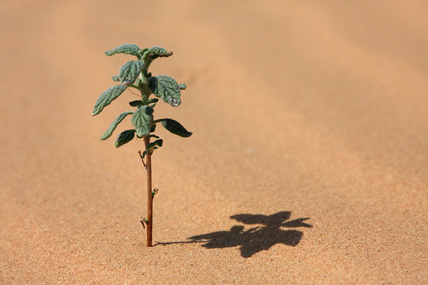 Plant In Desert