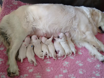 Pups geboren!