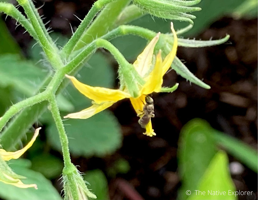 The Buzz on Native Plants in Home Vegetable Gardens